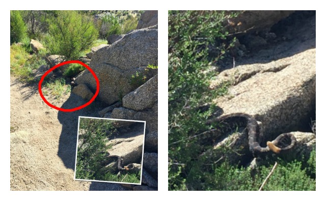 Snakes Pacific Crest Trail 2018