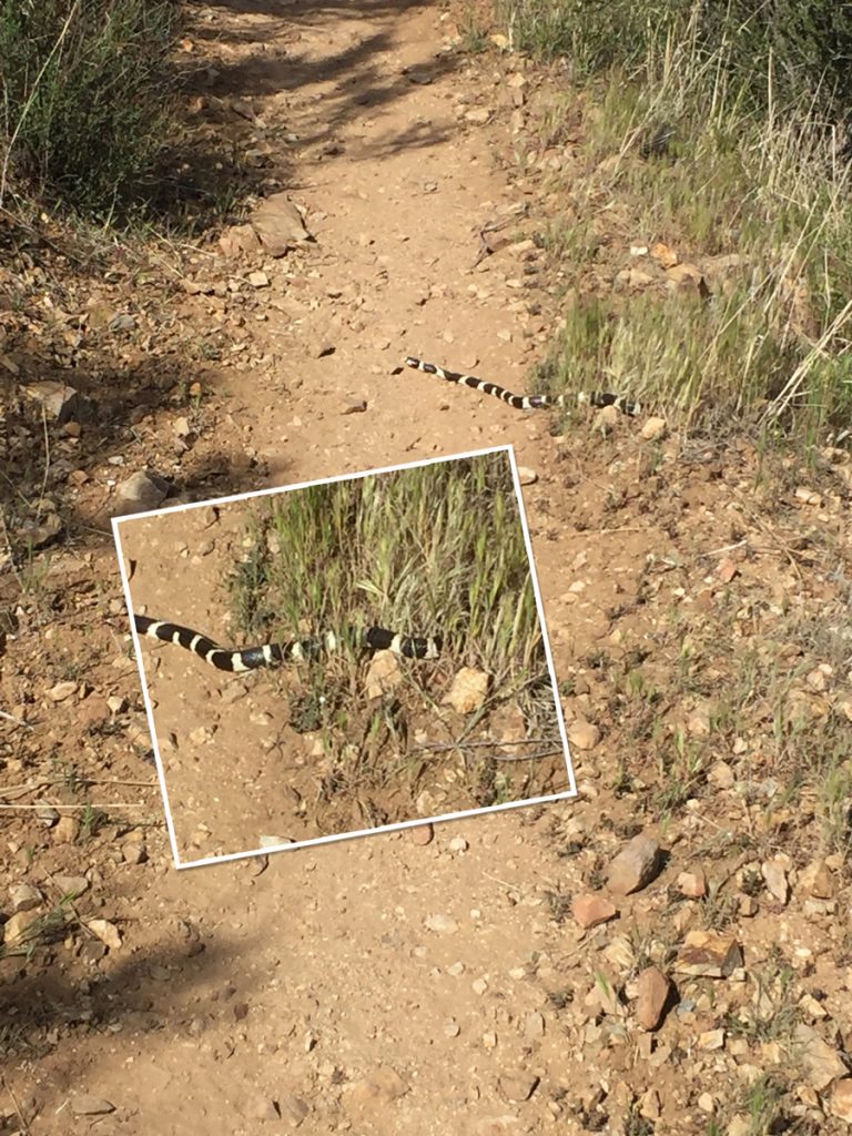 Snake on trail PCT 2018